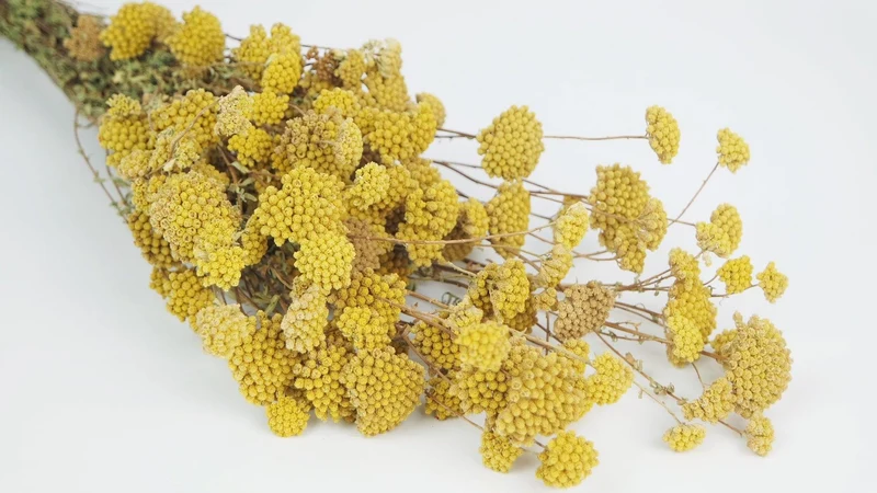 Achillea Silvestre getrocknet - 1 Bund - Naturfarbe gelb