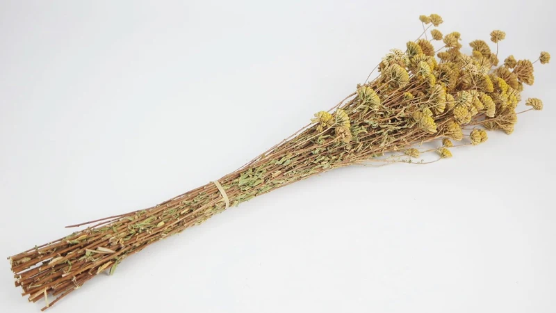 Achillea Silvestre getrocknet - 1 Bund - Naturfarbe gelb