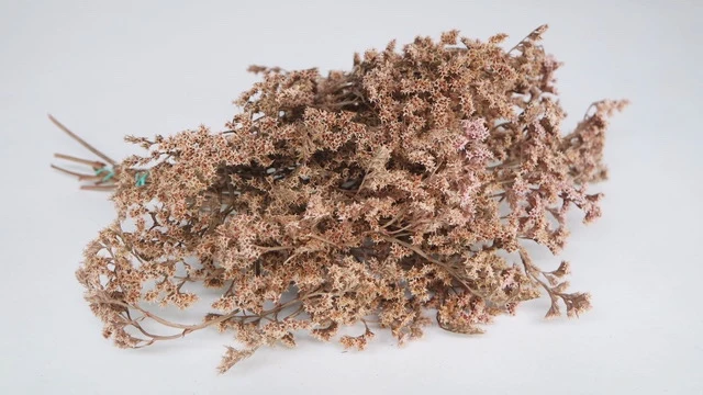 Tataren - 1 Strauß - Rosa