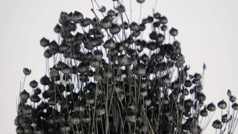 Flachs getrocknet - 1 Bund - Schwarz