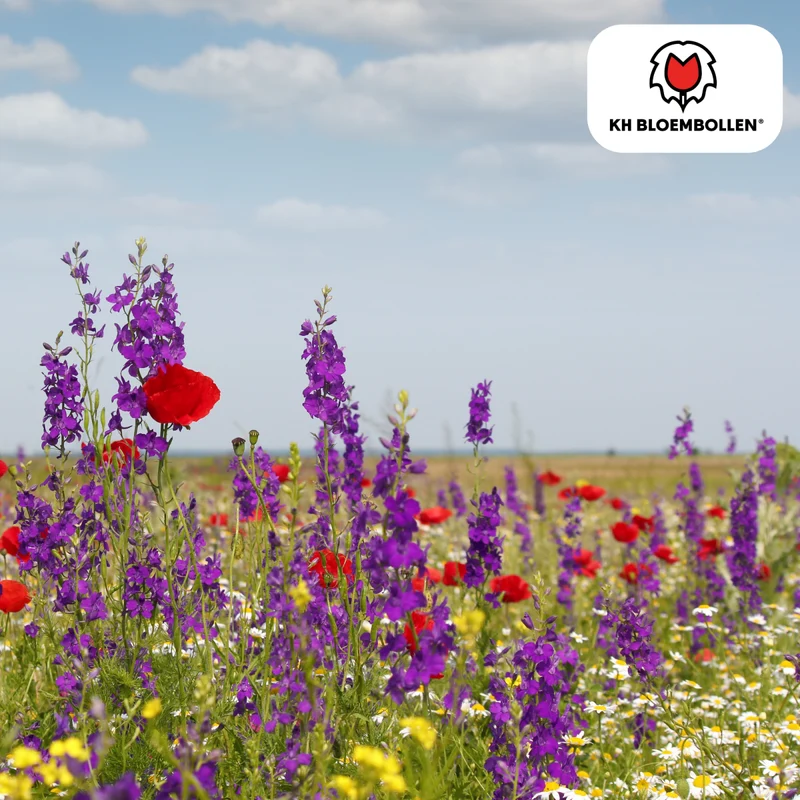 Wildblumensamenmischung – 100 g | Bienenfreundlich & heimisch