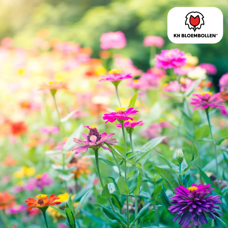 Wildblumensamenmischung – 100 g | Bienenfreundlich & heimisch