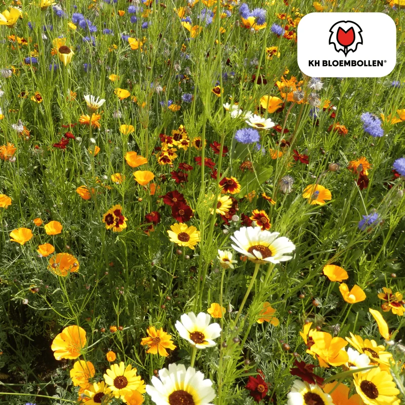 Wildblumensamenmischung – 100 g | Bienenfreundlich & heimisch