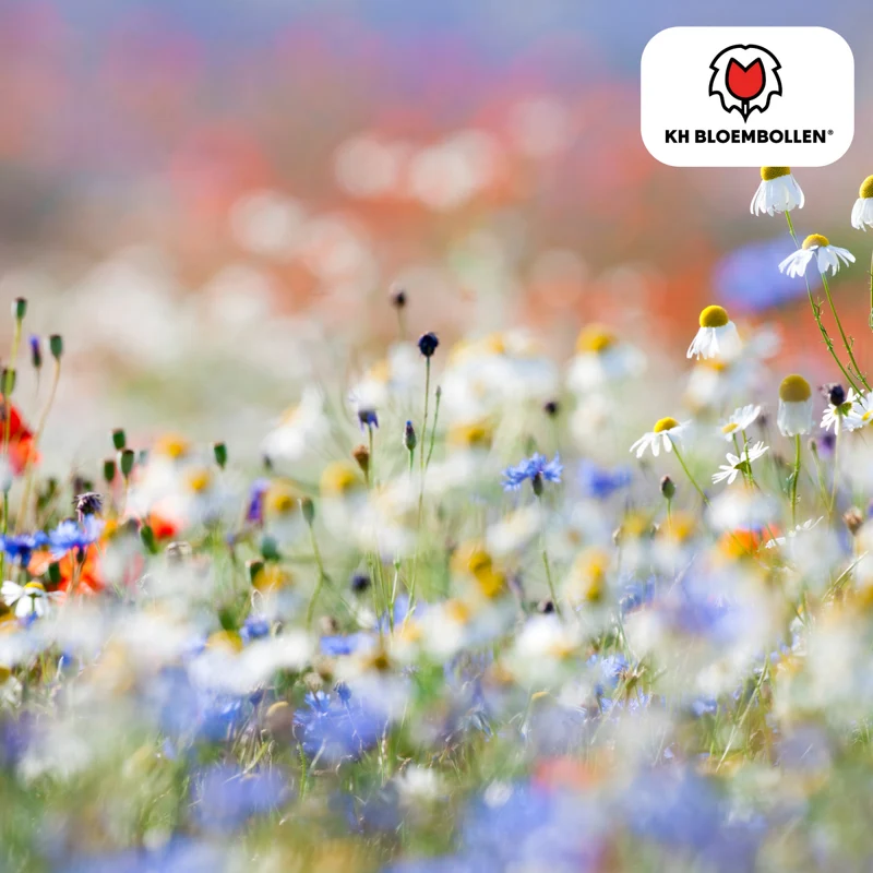 Wildblumensamenmischung – 100 g | Bienenfreundlich & heimisch