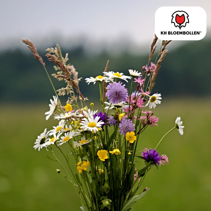 Wildblumensamenmischung – 100 g | Bienenfreundlich & heimisch
