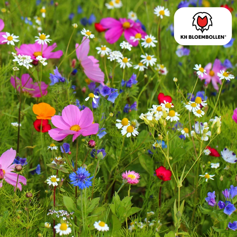 Wildblumensamenmischung – 100 g | Bienenfreundlich & heimisch