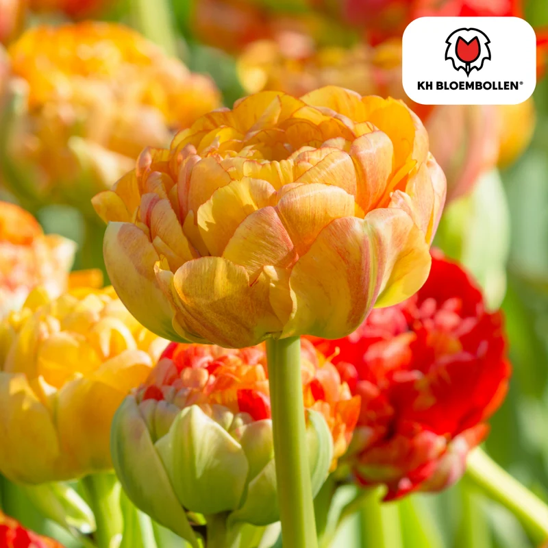 Tulpenzwiebeln 'Gudoshnik Double' kaufen – 20 Stück | Gefüllt & mehrfarbig, Blüte April–Mai