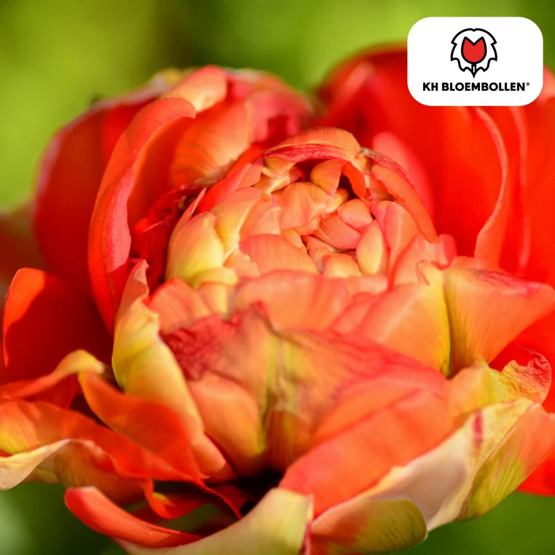 Tulpenzwiebeln 'Gudoshnik Double' kaufen – 20 Stück | Gefüllt & mehrfarbig, Blüte April–Mai