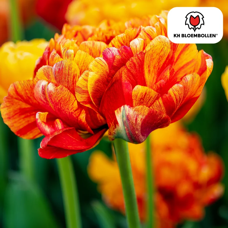 Tulpenzwiebeln 'Gudoshnik Double' kaufen – 20 Stück | Gefüllt & mehrfarbig, Blüte April–Mai