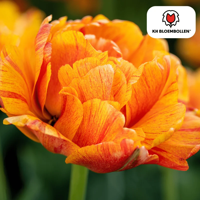 Tulpenzwiebeln 'Gudoshnik Double' kaufen – 20 Stück | Gefüllt & mehrfarbig, Blüte April–Mai