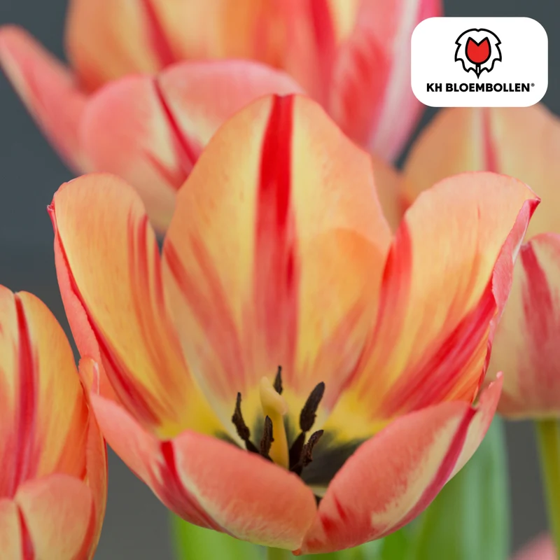 Tulpenzwiebeln 'Spring Break' kaufen – 20 Stück | Blüte April–Mai, für Beet & Kübel