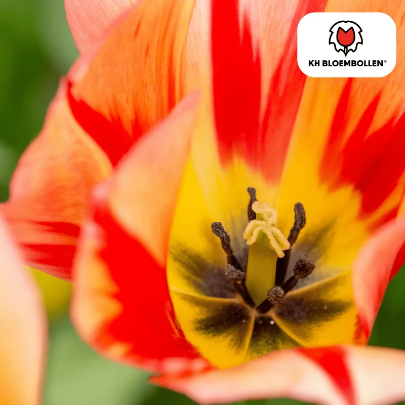 Tulpenzwiebeln 'Spring Break' kaufen – 20 Stück | Blüte April–Mai, für Beet & Kübel