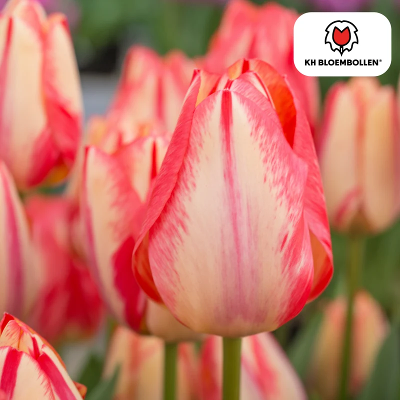 Tulpenzwiebeln 'Spring Break' kaufen – 20 Stück | Blüte April–Mai, für Beet & Kübel