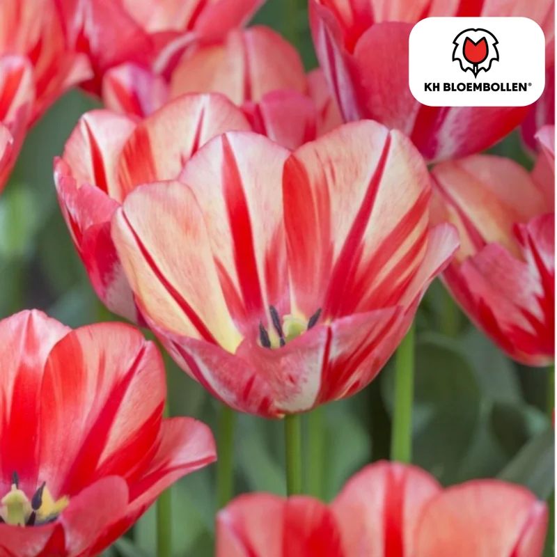 Tulpenzwiebeln 'Spring Break' kaufen – 20 Stück | Blüte April–Mai, für Beet & Kübel