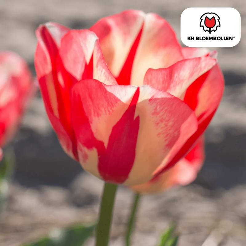 Tulpenzwiebeln 'Spring Break' kaufen – 20 Stück | Blüte April–Mai, für Beet & Kübel
