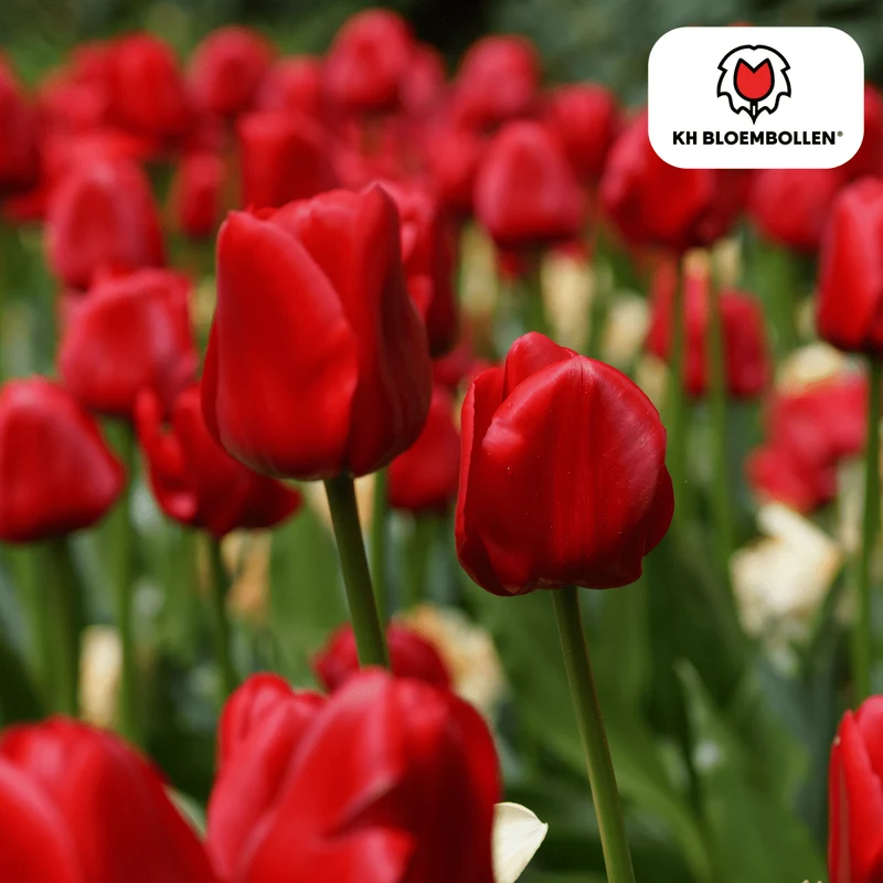 Tulpenzwiebeln Seadov – 20er-Pack | Klassisch Rot & Frühblühend