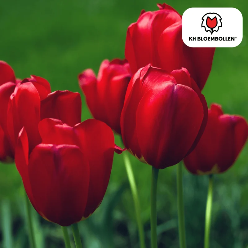 Tulpenzwiebeln Seadov – 20er-Pack | Klassisch Rot & Frühblühend