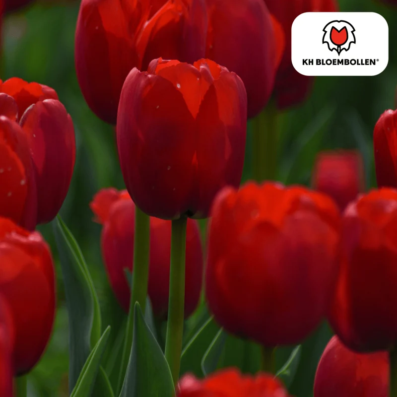Tulpenzwiebeln Seadov – 20er-Pack | Klassisch Rot & Frühblühend