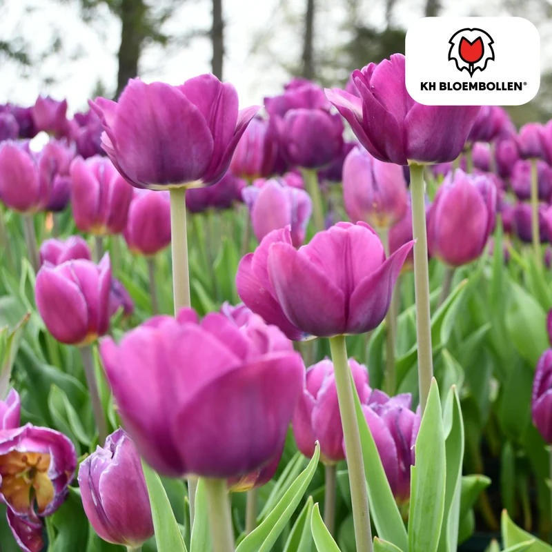 Purple Prince Tulpenzwiebeln – 20er-Pack | Tiefviolette Frühlingsblüten