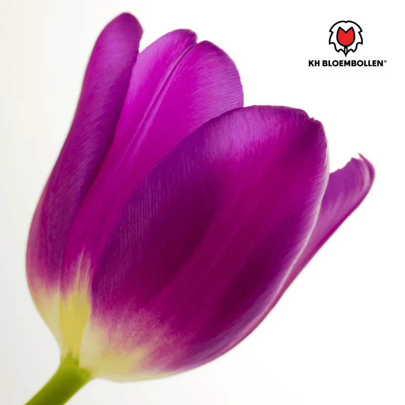 Purple Prince Tulpenzwiebeln – 20er-Pack | Tiefviolette Frühlingsblüten