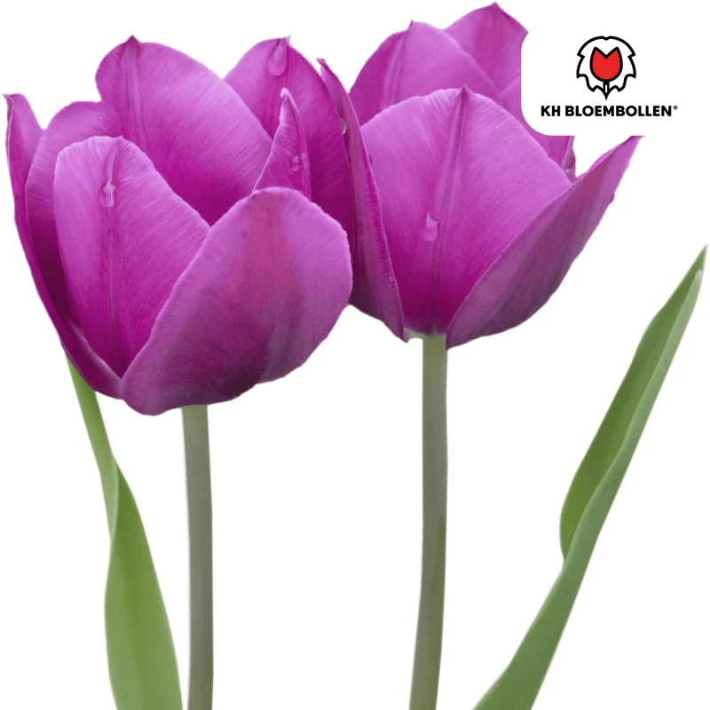 Purple Prince Tulpenzwiebeln – 20er-Pack | Tiefviolette Frühlingsblüten