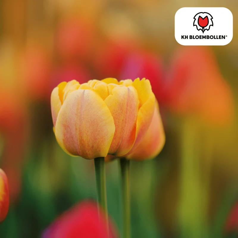 Tulpenzwiebel Icon – 20er-Pack | Gefüllt & orange