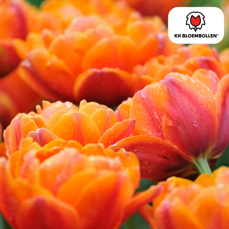 Tulpenzwiebel Icon – 20er-Pack | Gefüllt & orange