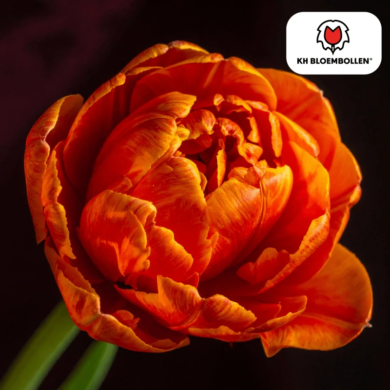 Tulpenzwiebel Icon – 20er-Pack | Gefüllt & orange