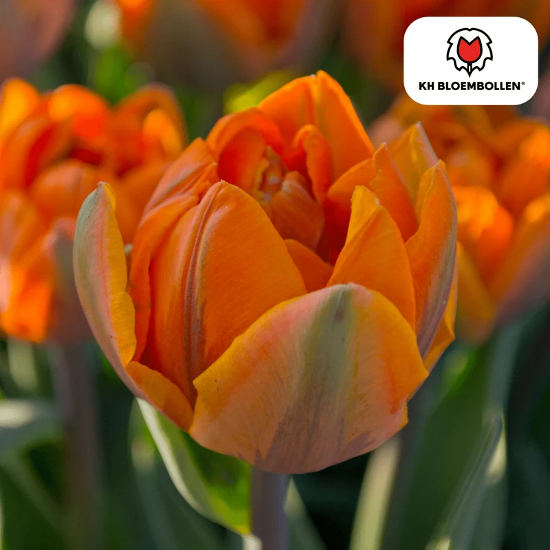 Tulpenzwiebel Icon – 20er-Pack | Gefüllt & orange