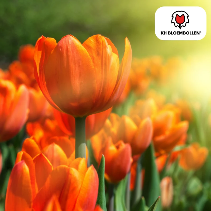 Tulpenzwiebel Icon – 20er-Pack | Gefüllt & orange