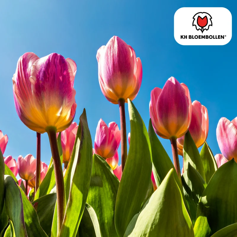 Leichte & verträumte Tulpen – 20er-Pack | Pastell-Mischung