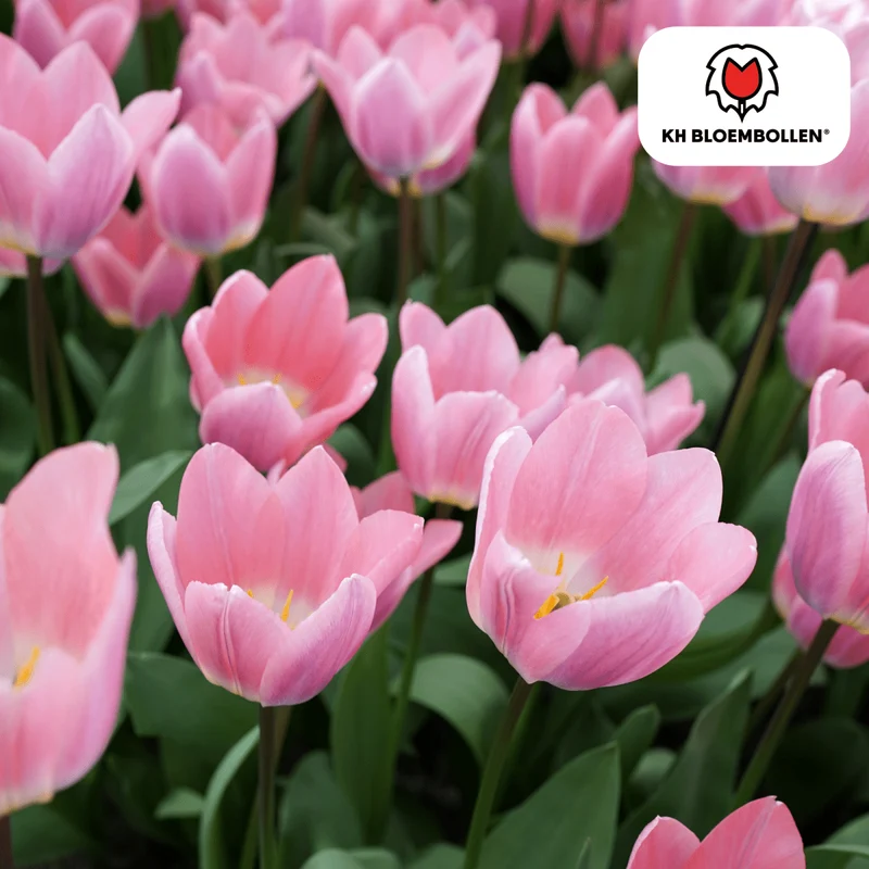 Leichte & verträumte Tulpen – 20er-Pack | Pastell-Mischung