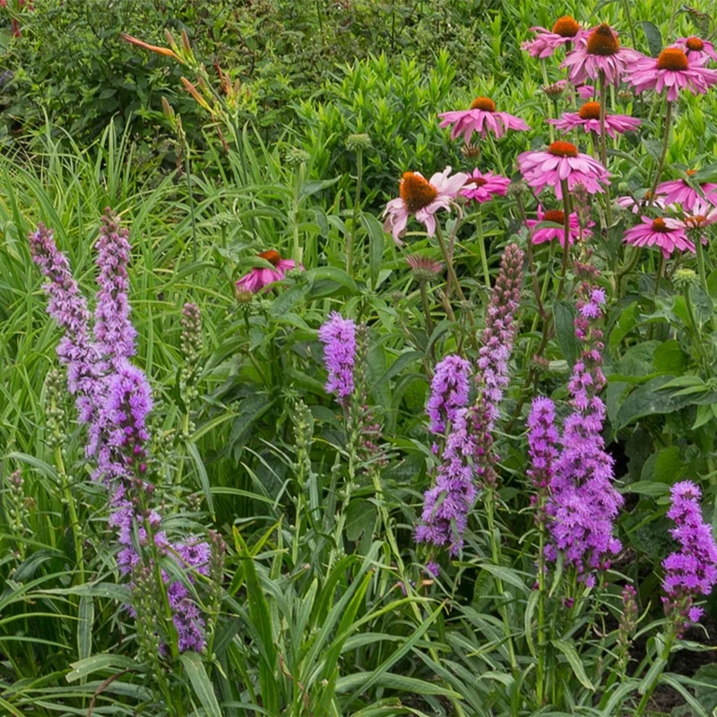 Stauden-Paket Bienen & Schmetterlinge kaufen – 6 Stauden für 1 m² | winterhart & pflegeleicht