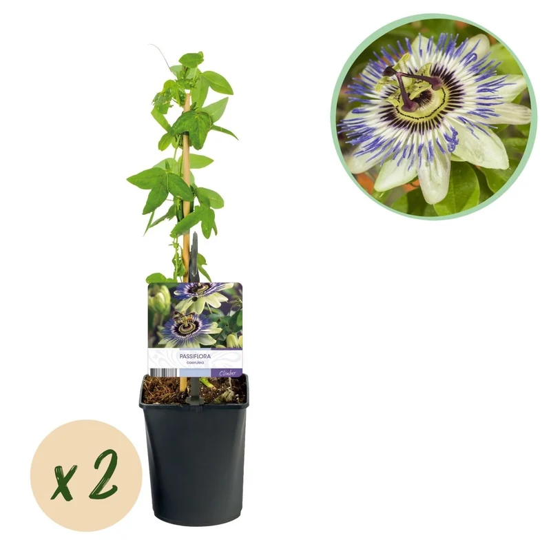 Passionsblume Passiflora caerulea | Blaue Blüten – 2 Pflanzen 40 cm Ø11 cm Topf