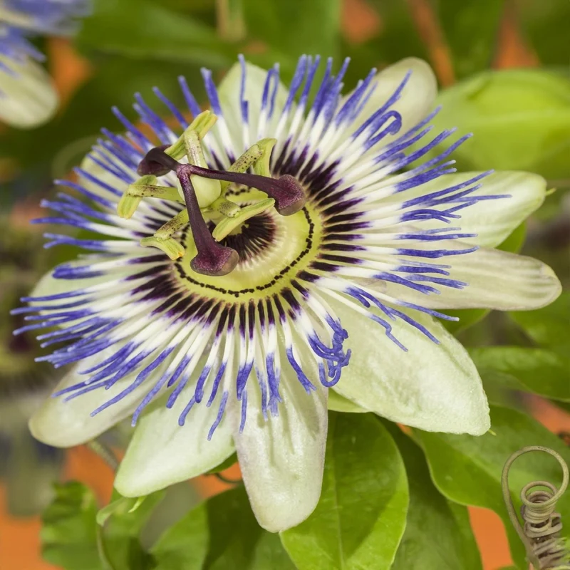 Passionsblume Passiflora caerulea | Blaue Blüten – 2 Pflanzen 40 cm Ø11 cm Topf