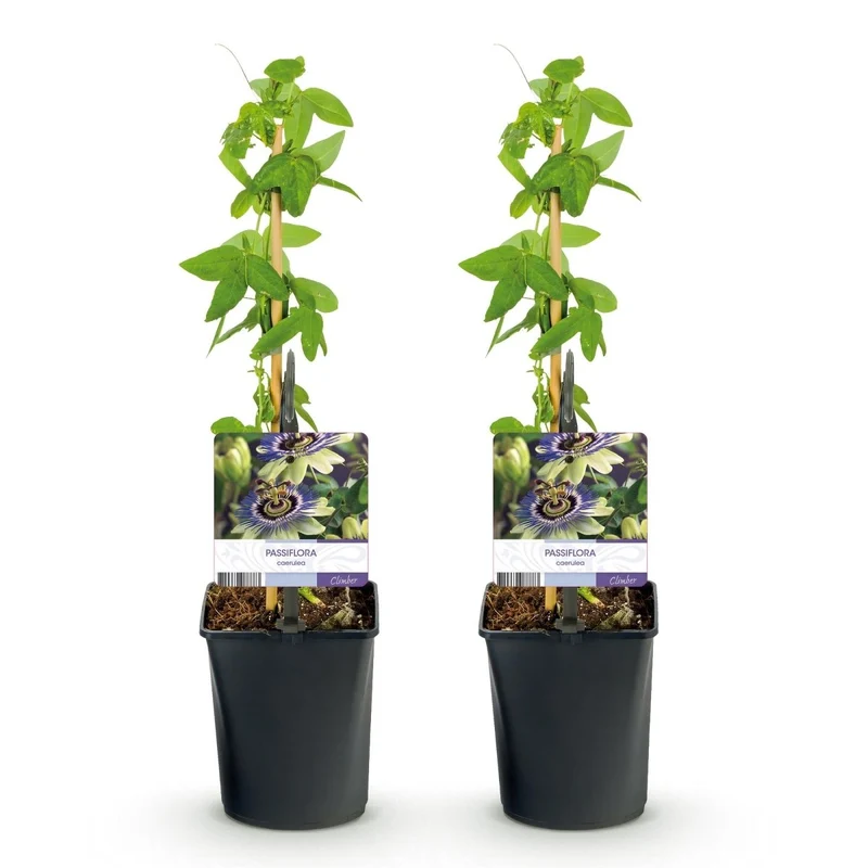 Passionsblume Passiflora caerulea | Blaue Blüten – 2 Pflanzen 40 cm Ø11 cm Topf