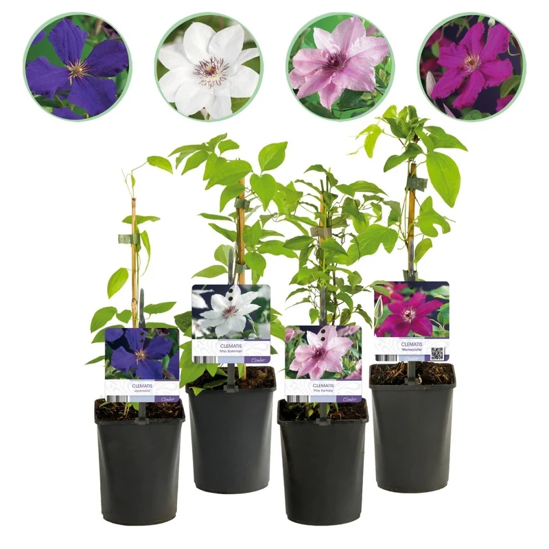 Clematis 'Rainbow' | Farbenfrohe Kletterpflanze – 4 Pflanzen im 11 cm Topf