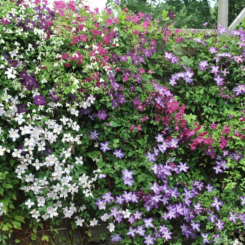 Clematis 'Rainbow' | Farbenfrohe Kletterpflanze – 4 Pflanzen im 11 cm Topf