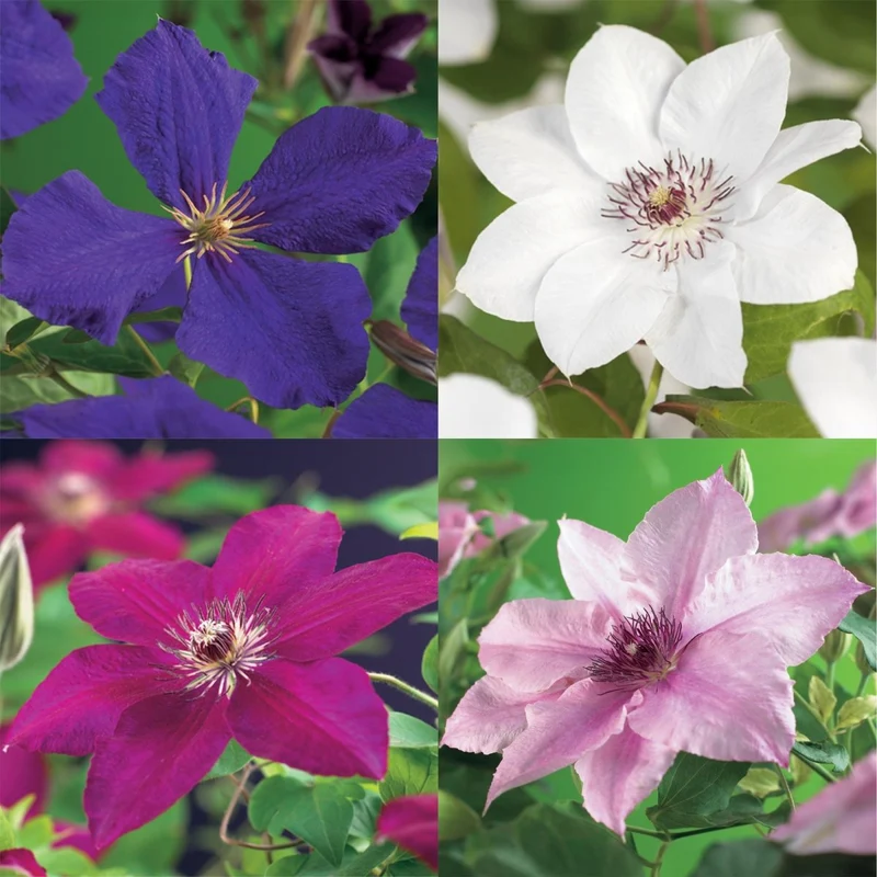 Clematis 'Rainbow' | Farbenfrohe Kletterpflanze – 4 Pflanzen im 11 cm Topf