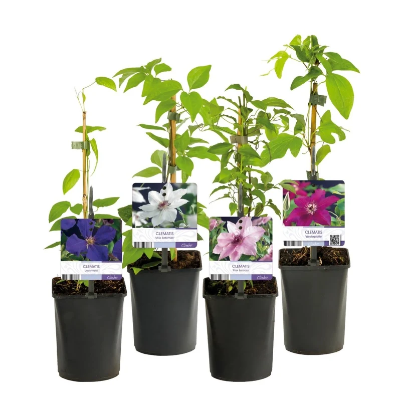 Clematis 'Rainbow' | Farbenfrohe Kletterpflanze – 4 Pflanzen im 11 cm Topf