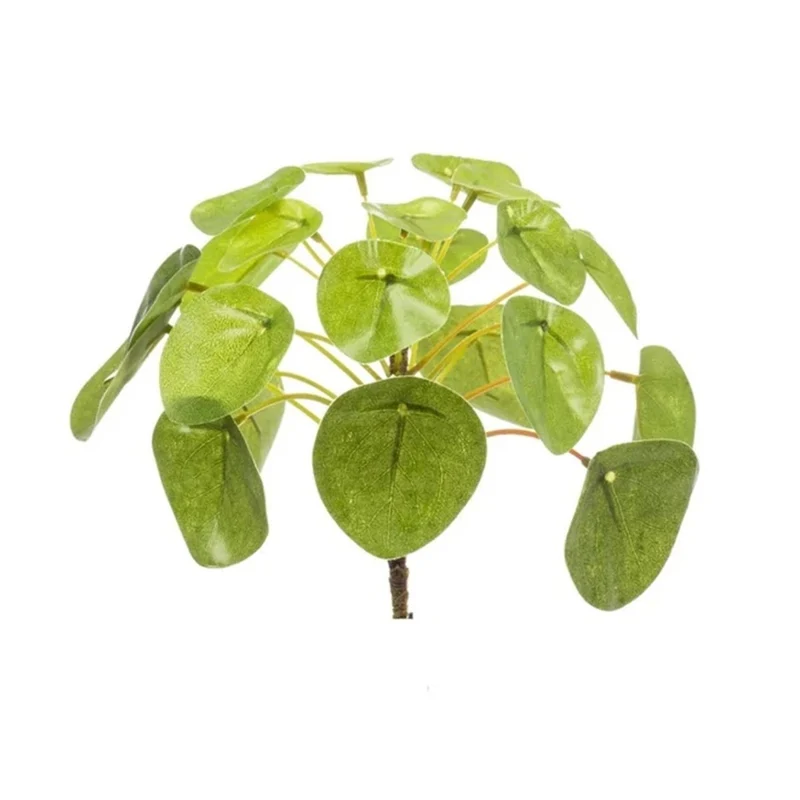 Ufopflanze 'Mini Bush' kaufen – Pilea peperomioides | Ø 13 cm, ungiftig für Haustiere