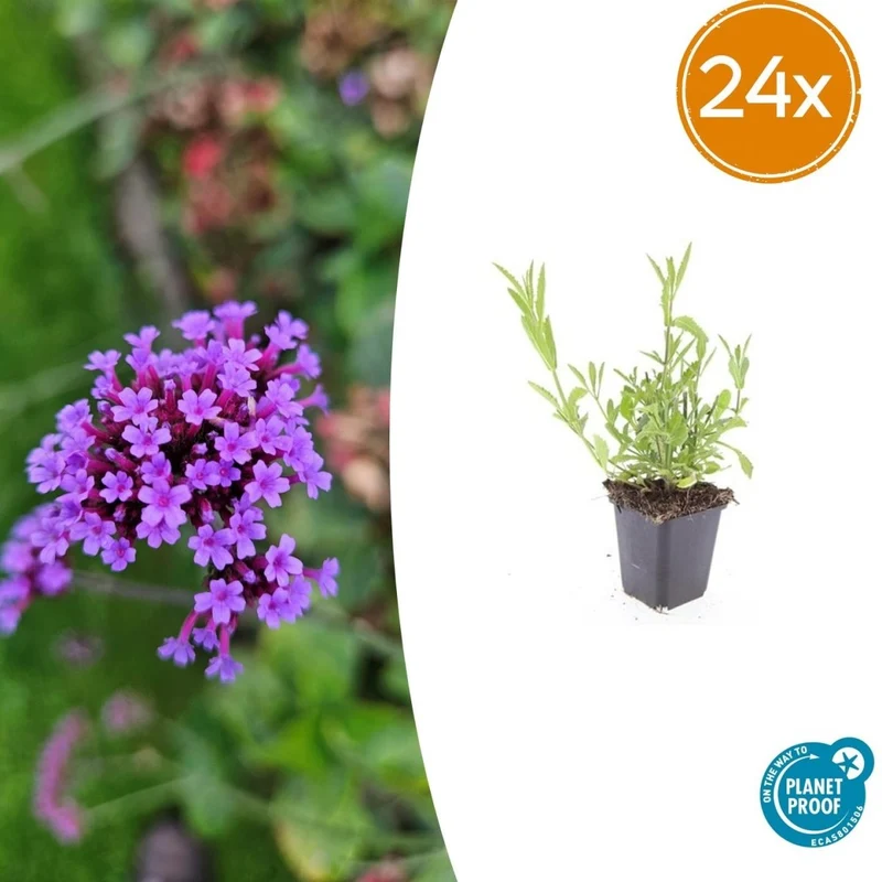 24x Verbena bonariensis – Argentinisches Eisenkraut für Präriegärten & Beete – Höhe 10–25 cm – Ø 9 cm
