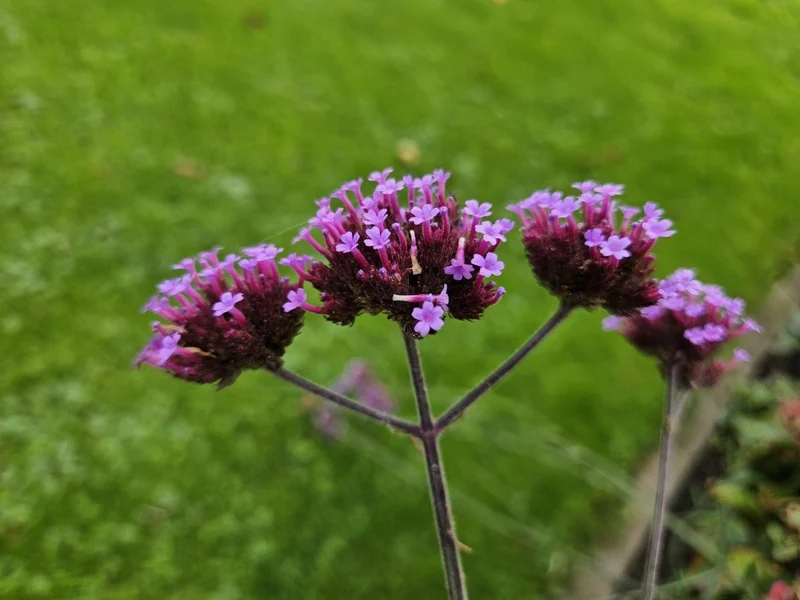 24x Verbena bonariensis – Argentinisches Eisenkraut für Präriegärten & Beete – Höhe 10–25 cm – Ø 9 cm