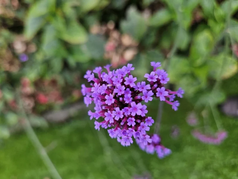 24x Verbena bonariensis – Argentinisches Eisenkraut für Präriegärten & Beete – Höhe 10–25 cm – Ø 9 cm