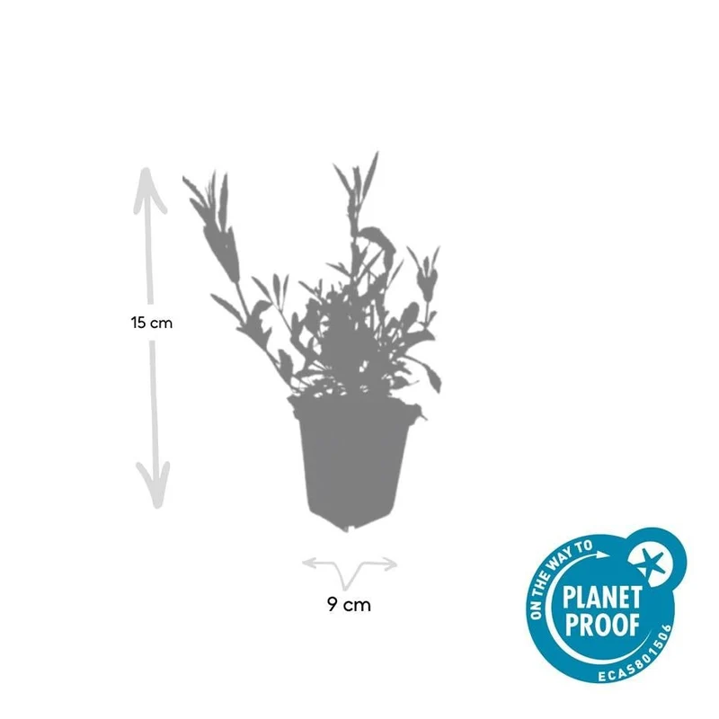 24x Verbena bonariensis – Argentinisches Eisenkraut für Präriegärten & Beete – Höhe 10–25 cm – Ø 9 cm
