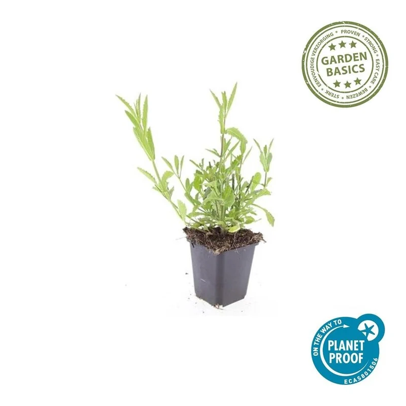 24x Verbena bonariensis – Argentinisches Eisenkraut für Präriegärten & Beete – Höhe 10–25 cm – Ø 9 cm