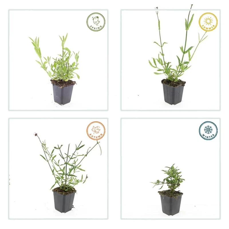 24x Verbena bonariensis – Argentinisches Eisenkraut für Präriegärten & Beete – Höhe 10–25 cm – Ø 9 cm