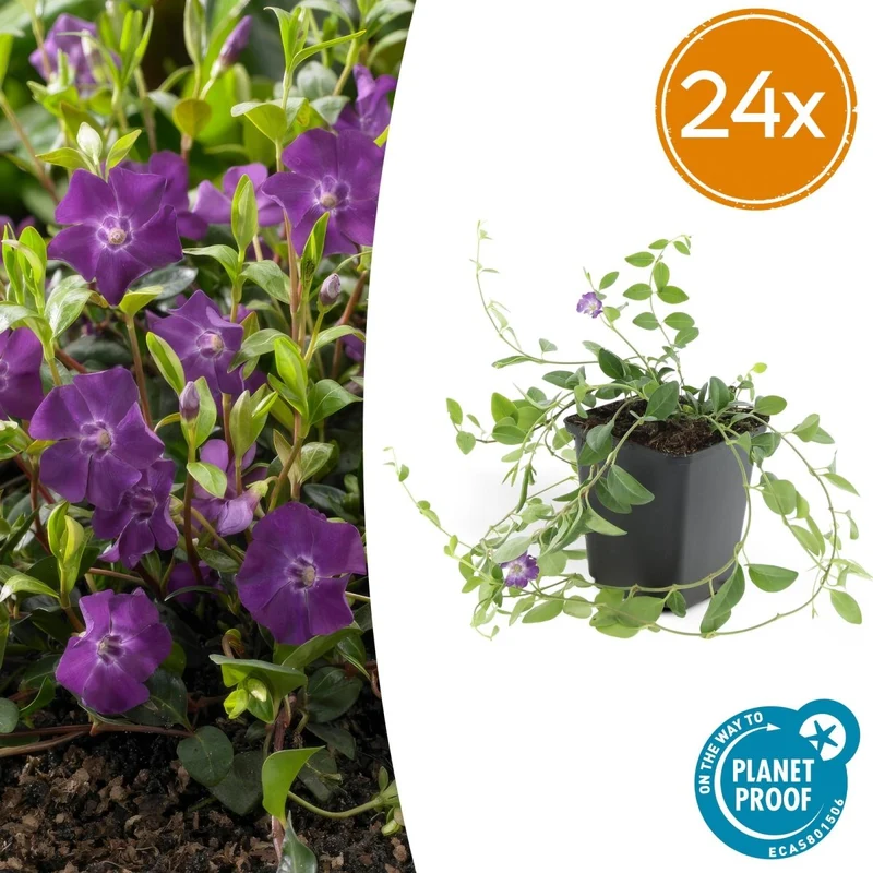 24x Vinca minor ‘Atropurpurea’ – Kleines Immergrün mit purpurroten Blüten – Höhe 10–25 cm – Ø 9 cm