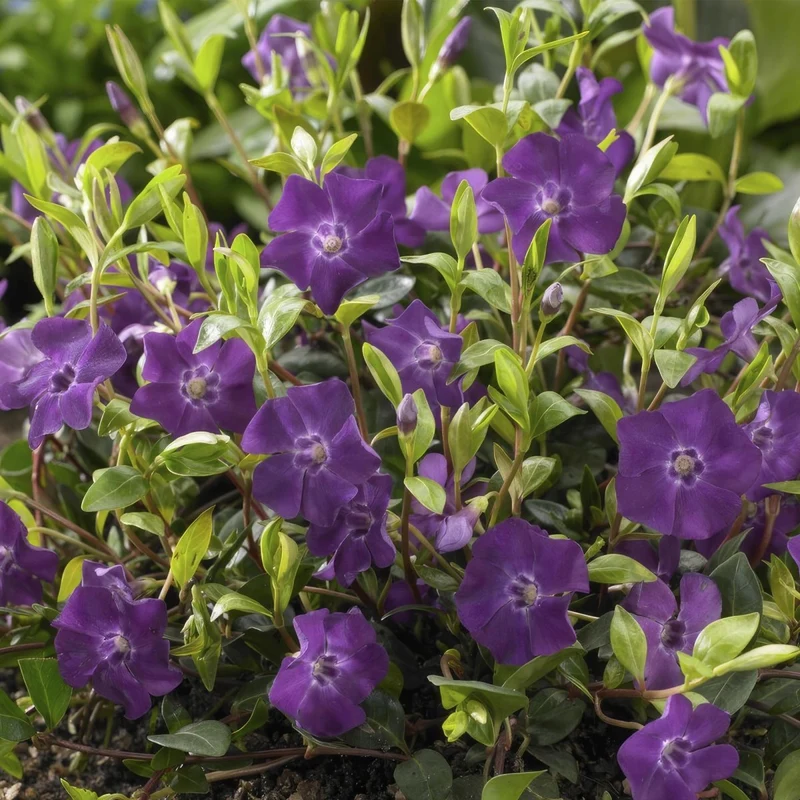 24x Vinca minor ‘Atropurpurea’ – Kleines Immergrün mit purpurroten Blüten – Höhe 10–25 cm – Ø 9 cm