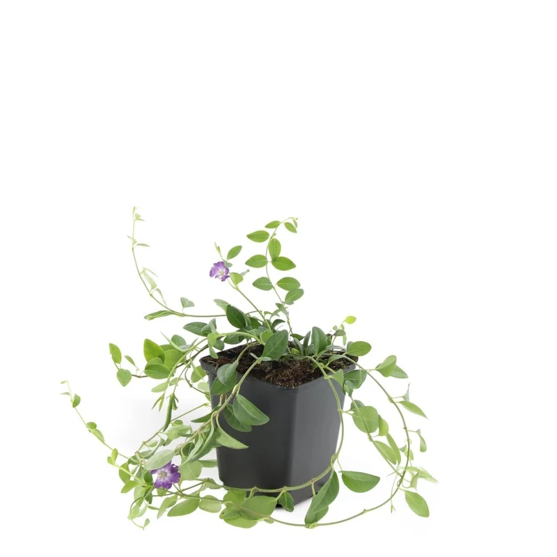 24x Vinca minor ‘Atropurpurea’ – Kleines Immergrün mit purpurroten Blüten – Höhe 10–25 cm – Ø 9 cm
